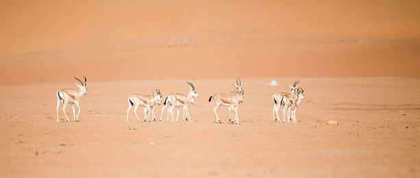 Antilopen in der Wüste