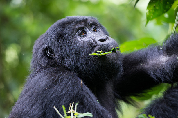 Ein Gorilla bei seiner Hauptbeschäftigung: Fressen!
