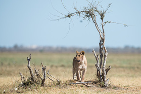 Löwe im Chobe Nationalpark bei Savuti