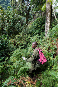 Der undurchdringliche Wald im Bwindi Impenetrable NP