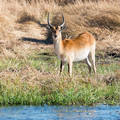 Lechwe-Antilope im Moremi Nationalpark