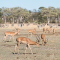 Gemischte Zebra-Impala-Herde im Moremi Nationalpark