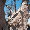 Riesiger Chapman&#39;s Baobab - wo ist Kathrin?