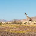 Giraffe in der Palmwag Concession