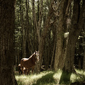 Pferde im patagonischen Wald