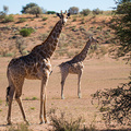 Giraffen im Kgalagadi NP