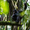 Schimpanse hoch zu Baum