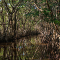 Dickicht in den Mangroven der Everglades in Florida