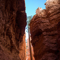 Hartn&auml;ckiger Baum im Bryce Canyon