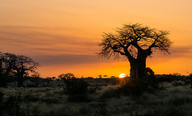 Sonnenuntergang mit Baobab im Ruaha Nationalpark