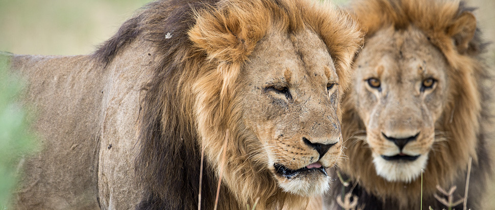 L&ouml;wenm&auml;nnchen bei Savuti im Chobe NP