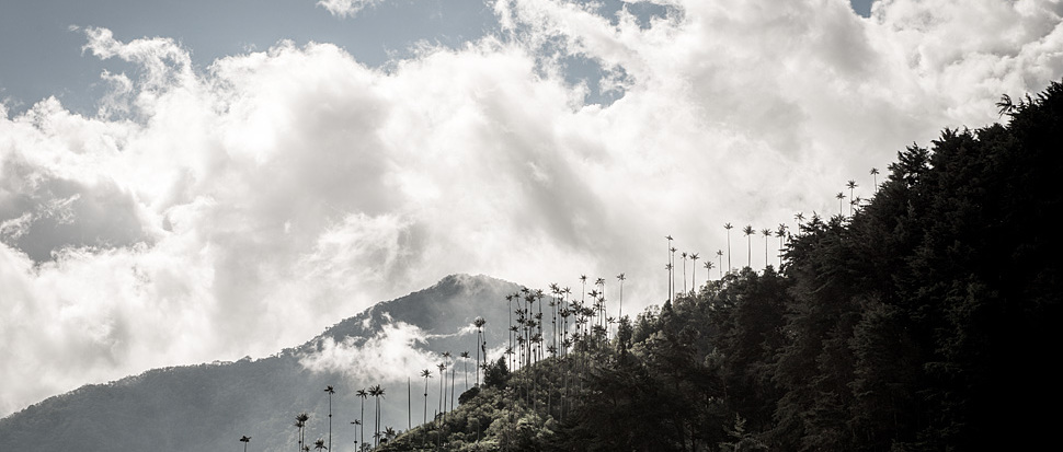 Umwehte Wipfel im Valle Cocora