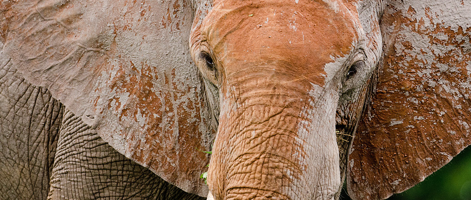 Elefant, Chobe River Front