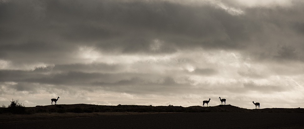 Silhouetten-Guanakos
