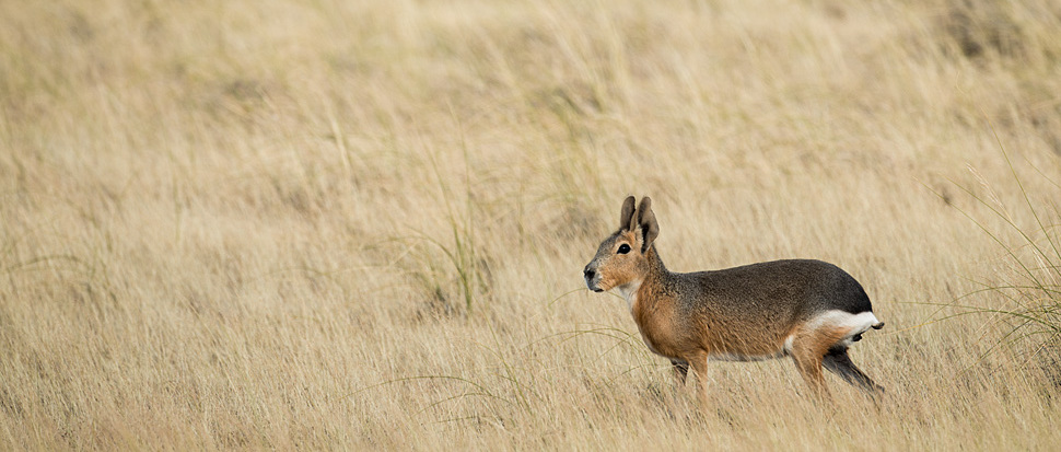 Auch putzige Mara-Hasen bekommen wir auf der Halbinsel Vald&eacute;s zu Gesicht!