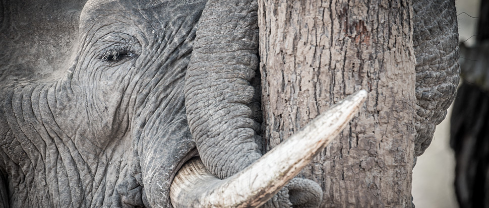 Schlafender Elefant im South Luangwa Nationalpark