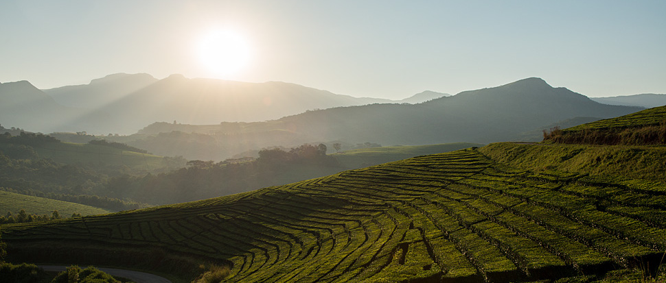 Tee-Plantage im Honde Valley