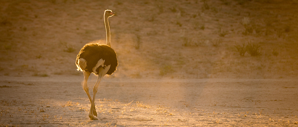 Ein frisch im Sandbad gebadeter Strauss