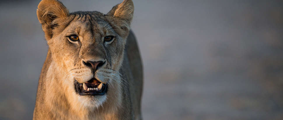 Junger L&ouml;we kurz nach Sonnenaufgang im Ruaha Nationalpark