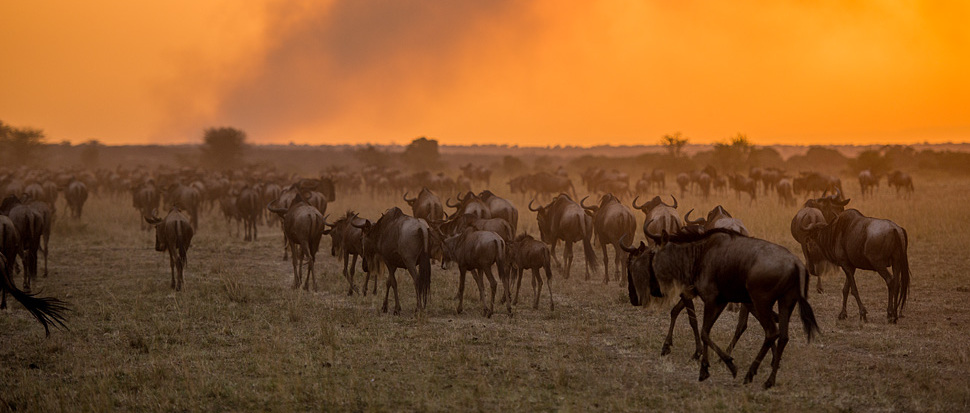 Gnus in der brennenden Serengeti auf Wanderschaft
