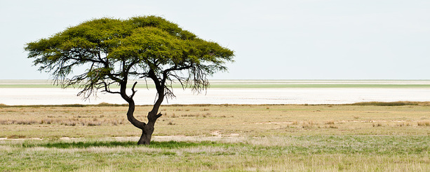 Baum vor der grossen Salzpfanne im Etosha Nationalpark