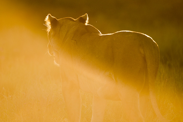 Löwin im Abendlicht, Kgalagadi National Park