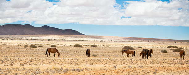 Wüstenpferde