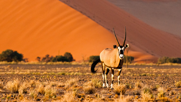 Oryx im Sossusvlei