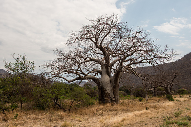 Im Tal der Baobabs im S&uuml;den von Tansania
