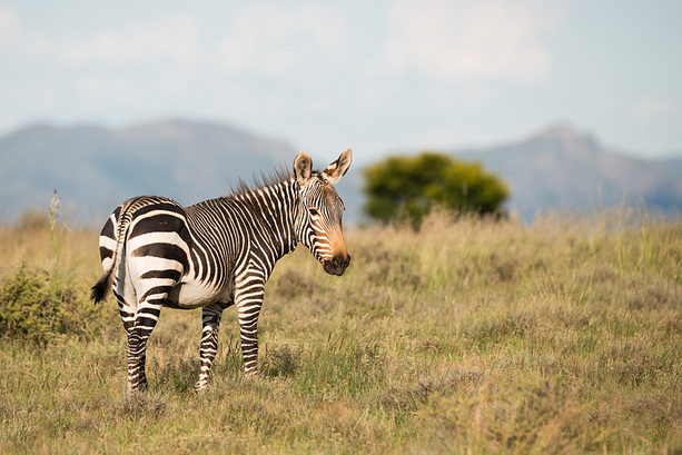 Ein Bergzebra mit feinen schwarzen Streifen und einem gelblichen Gesicht im Mountain Zebra NP