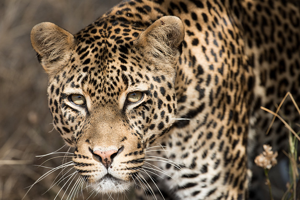 Leopard im Ruaha Nationalpark