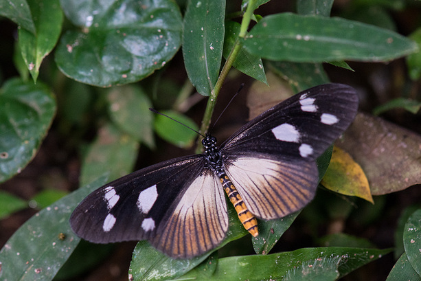 Schmetterling im Mpanga Forest Reserve