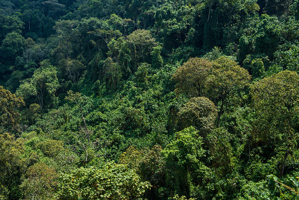 Regenwald im Bwindi Impenetrable NP