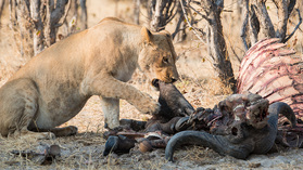 Löwenjunge beisst sich am Büffelleder die Zähne aus.