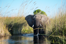 In den Kanälen des Okavango Deltas hat der Elefant Vortritt!