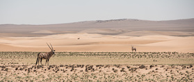 Oryx-Antilopen in der Wüste im Hartmanntal
