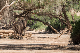 Wüstenelefant im Hoanib Trockenfluss