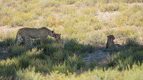 Drei Geparden im Kgalagadi NP