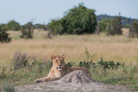 Löwendame bei Savuti