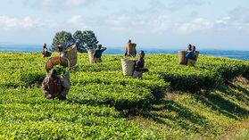 Bei der mühsamen Pflückarbeit auf der Teeplantage