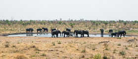 Reichlich Elefanten im Kaudom Nationalpark