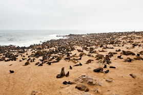 Robbenkolonie am Cape Cross