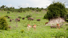Tierartenchaos im Chobe Riverfront Nationalpark