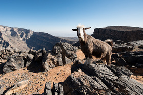 Ziege mit Fernsicht auf dem Jebel Shams
