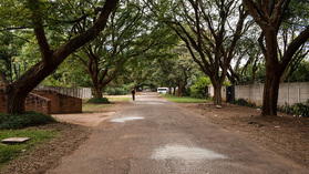 Strasse im Botschaftsviertel - viel Grün, wie überall in Harare