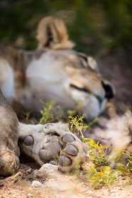 Bei 42°C im Schatten schlafen die Löwen von Sonnenaufgang bis Sonnenuntergang.