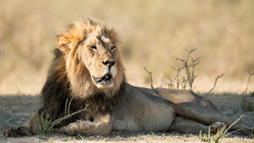 Ein fauler Löwe im Kgalagadi NP. Wer kann es ihm verübeln bei 45°C?
