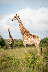 Giraffen im Krüger NP