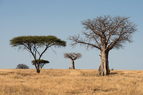 Baobab und Schirmakazien im Ruaha Nationalpark