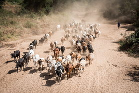 Rinderherde der Maasai